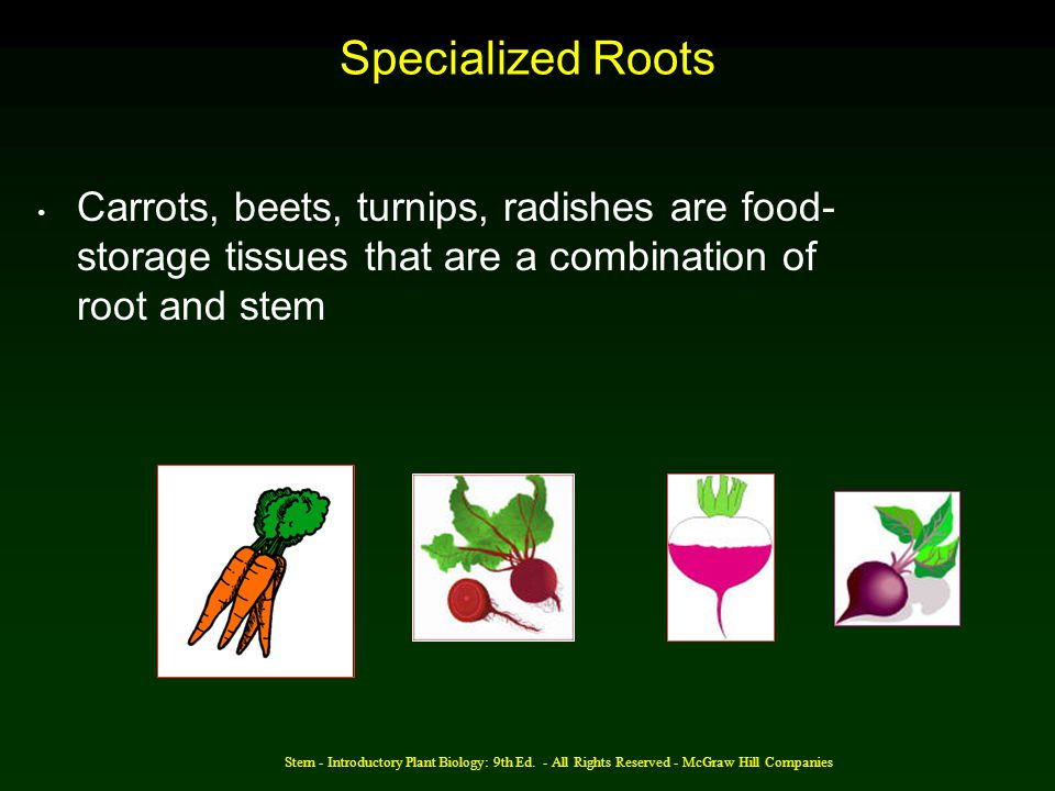 Specialized Roots Carrots, beets, turnips, radishes are food-storage tissues that are a combination of root and stem.