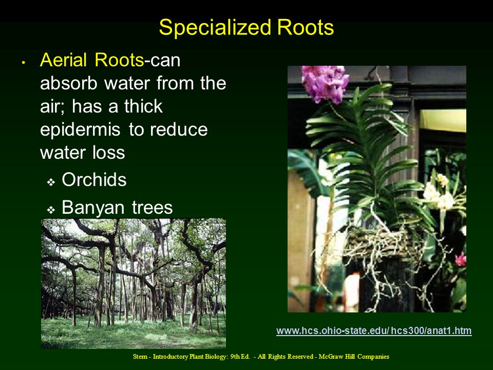 Specialized Roots Aerial Roots-can absorb water from the air; has a thick epidermis to reduce water loss.