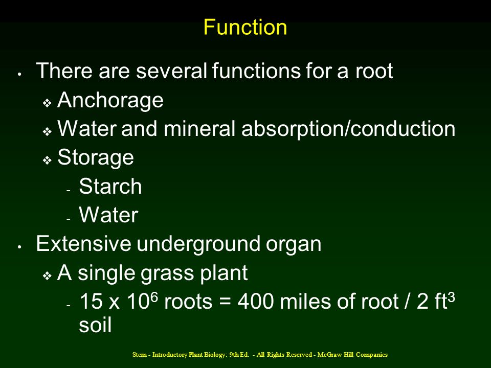 There are several functions for a root Anchorage