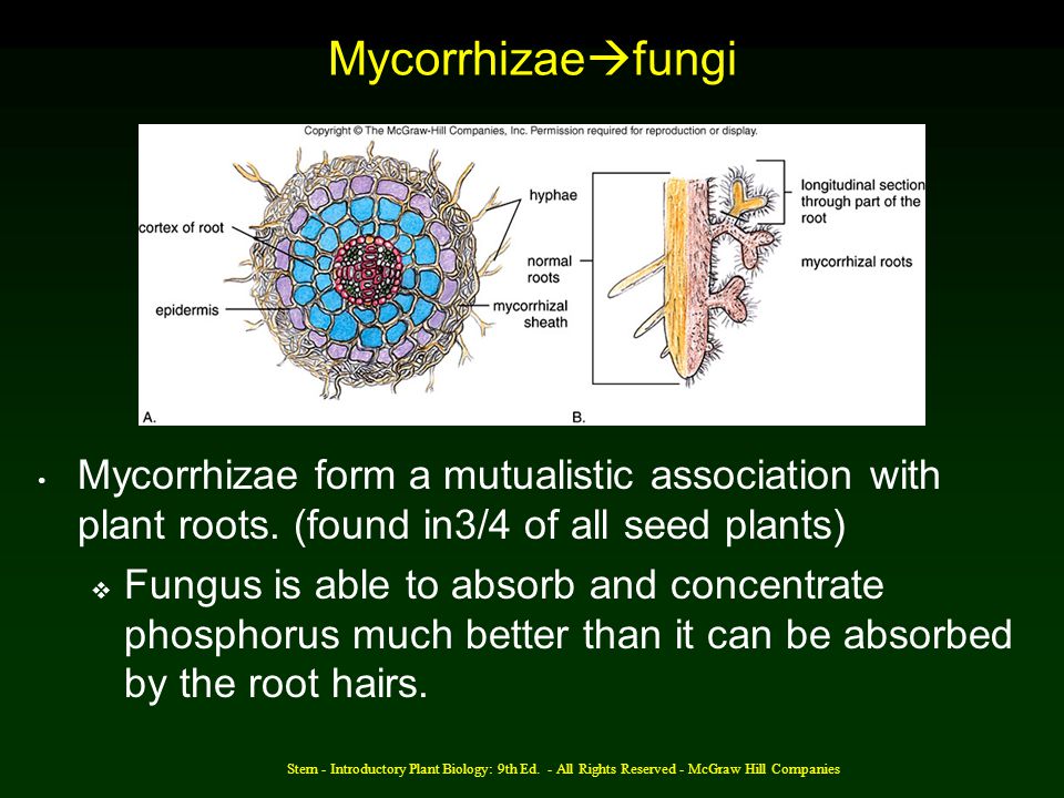 Mycorrhizaefungi Mycorrhizae form a mutualistic association with plant roots. (found in3/4 of all seed plants)