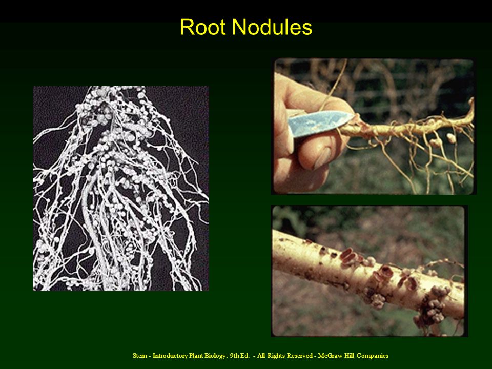 Root Nodules Stern - Introductory Plant Biology: 9th Ed.