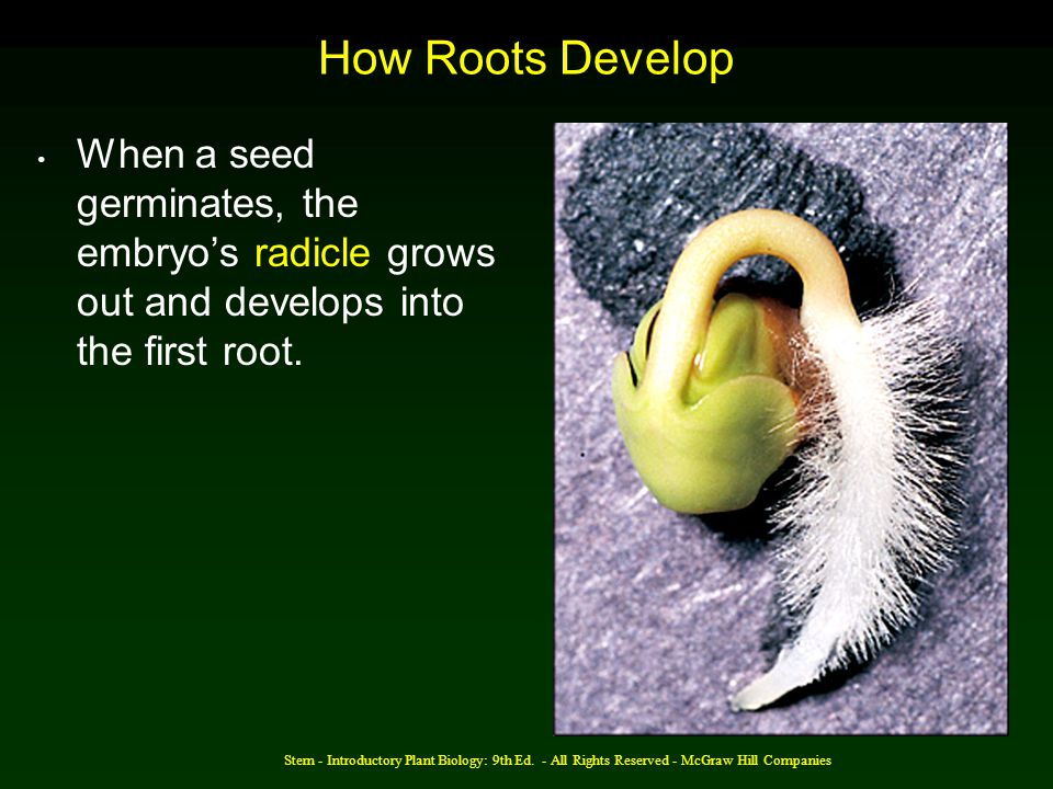 How Roots Develop When a seed germinates, the embryo’s radicle grows out and develops into the first root.