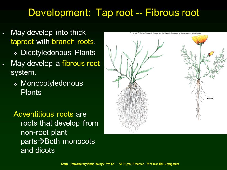 Development: Tap root -- Fibrous root