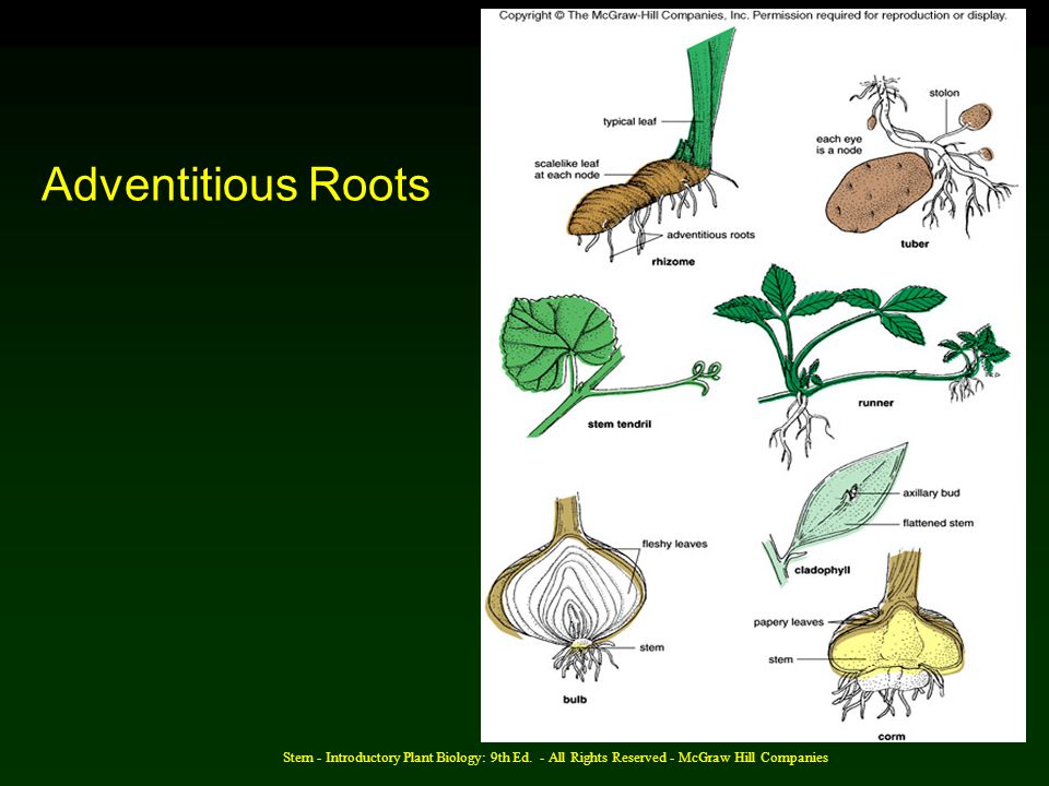 Adventitious Roots Stern - Introductory Plant Biology: 9th Ed.
