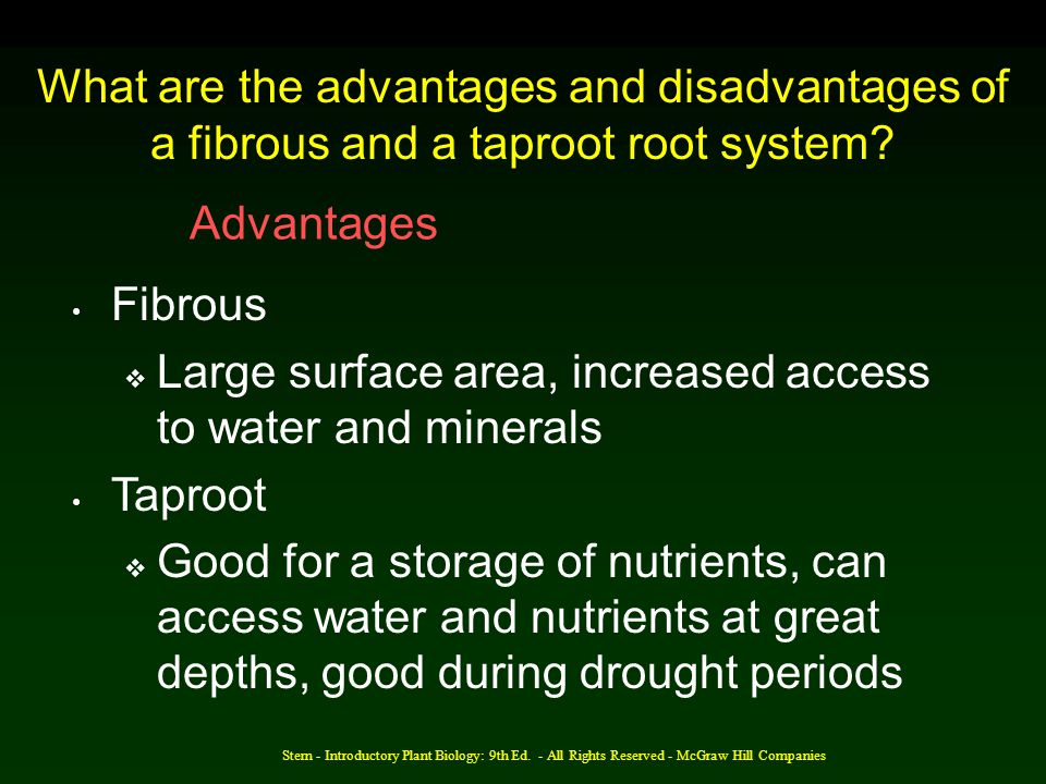 Large surface area, increased access to water and minerals Taproot