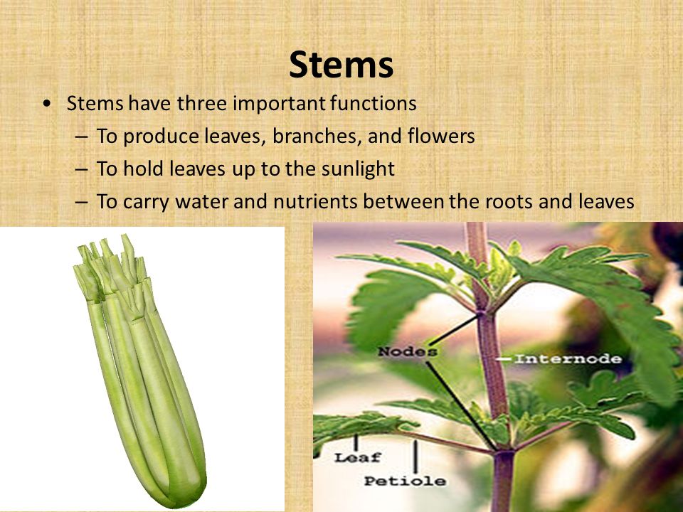 Stems Stems have three important functions