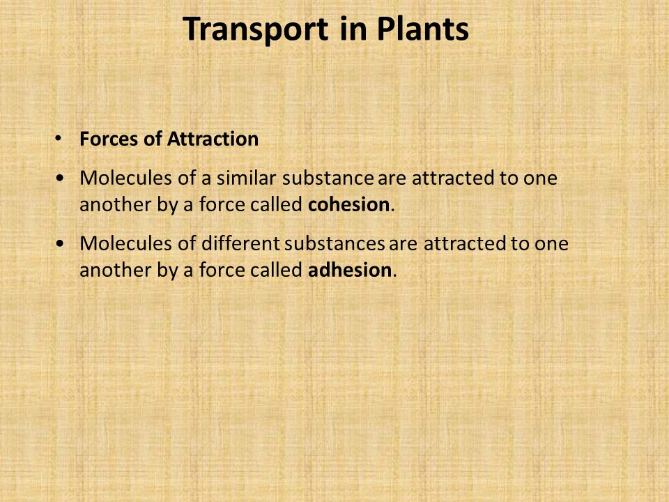 Transport in Plants Forces of Attraction