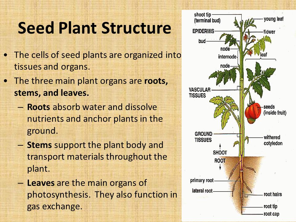 Seed Plant Structure The cells of seed plants are organized into tissues and organs. The three main plant organs are roots, stems, and leaves.