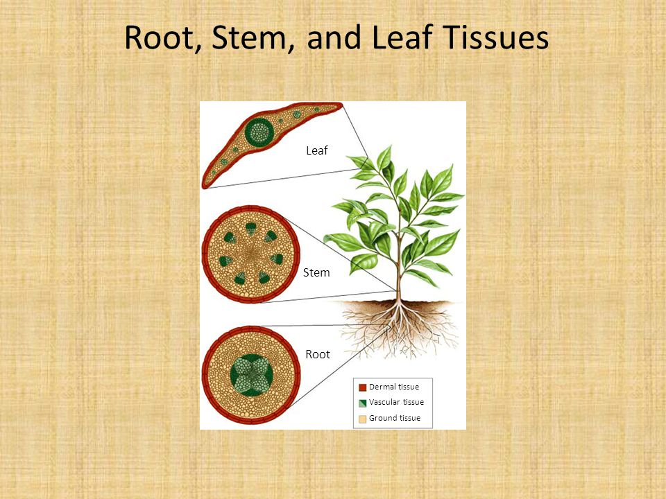 Root, Stem, and Leaf Tissues