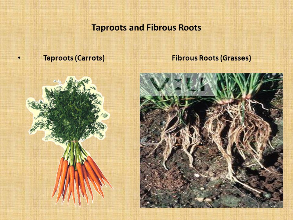 Taproots and Fibrous Roots