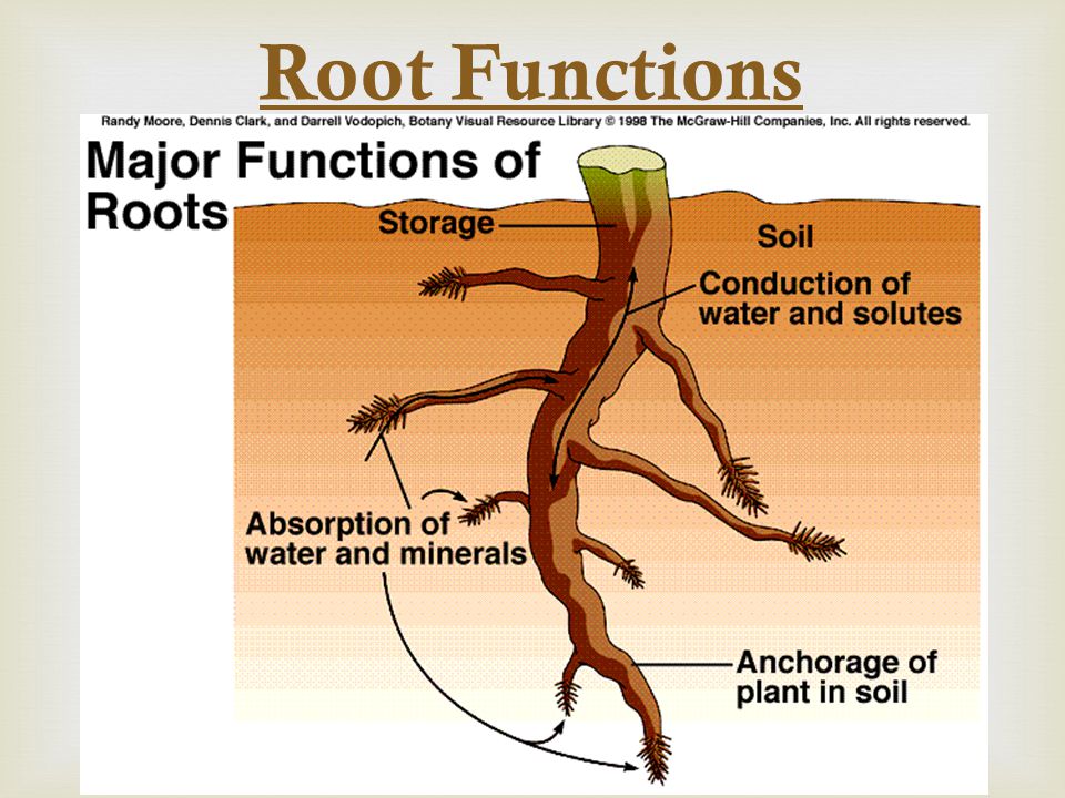 Root Functions