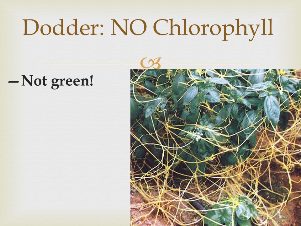 Dodder: NO Chlorophyll
