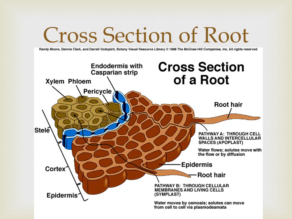 Cross Section of Root