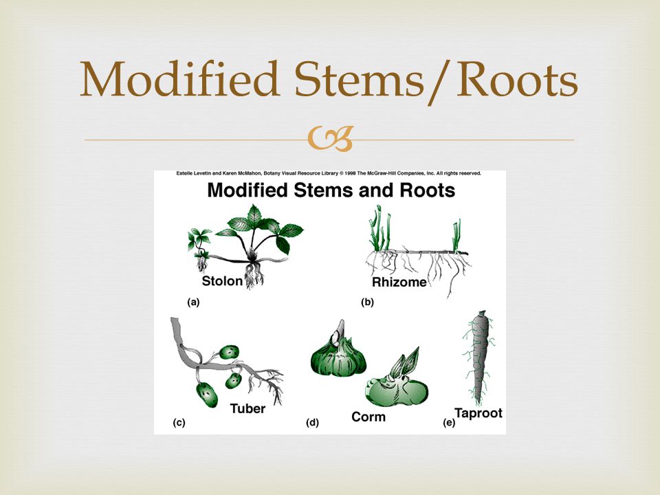 Modified Stems/Roots