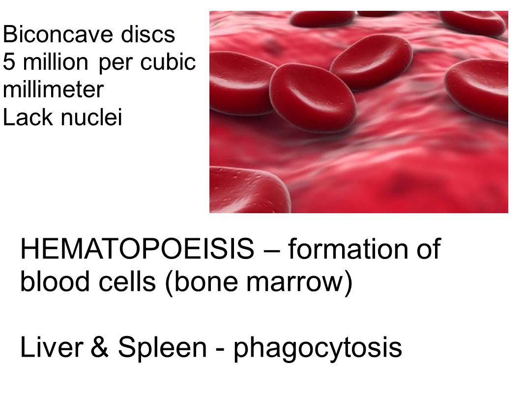 HEMATOPOEISIS – formation of blood cells (bone marrow)