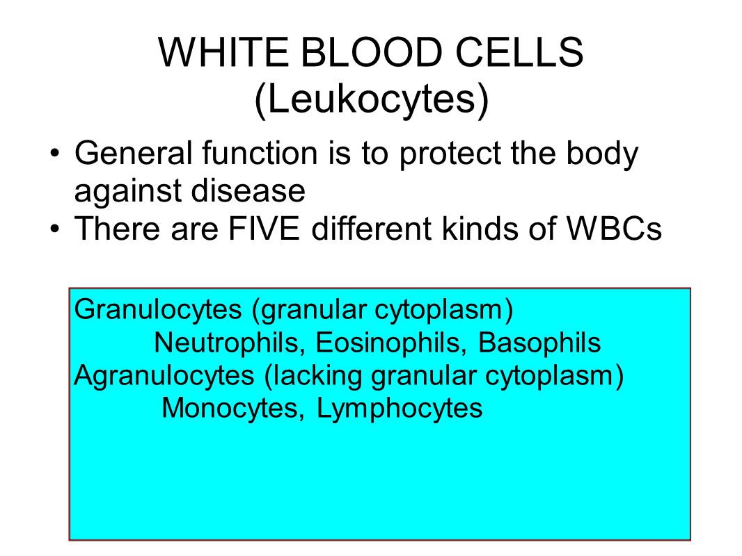 WHITE BLOOD CELLS (Leukocytes)