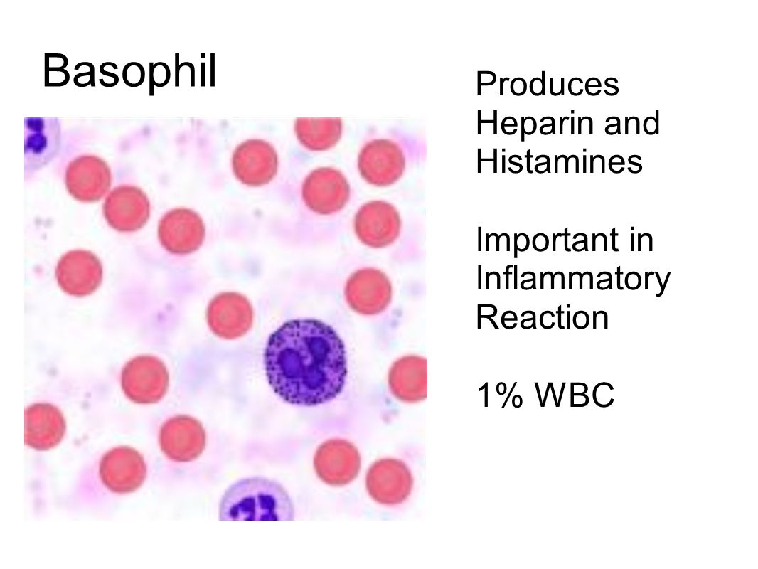 Basophil Produces Heparin and Histamines