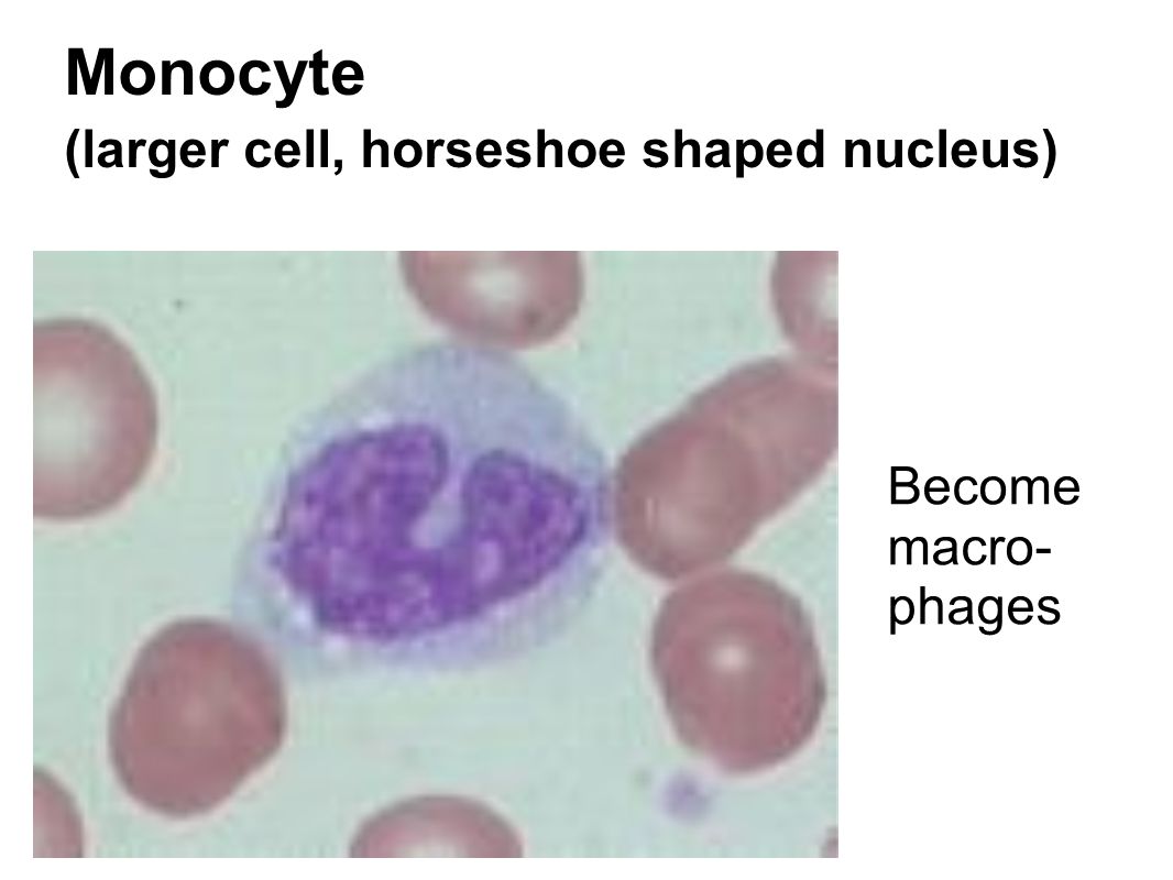 Monocyte (larger cell, horseshoe shaped nucleus)