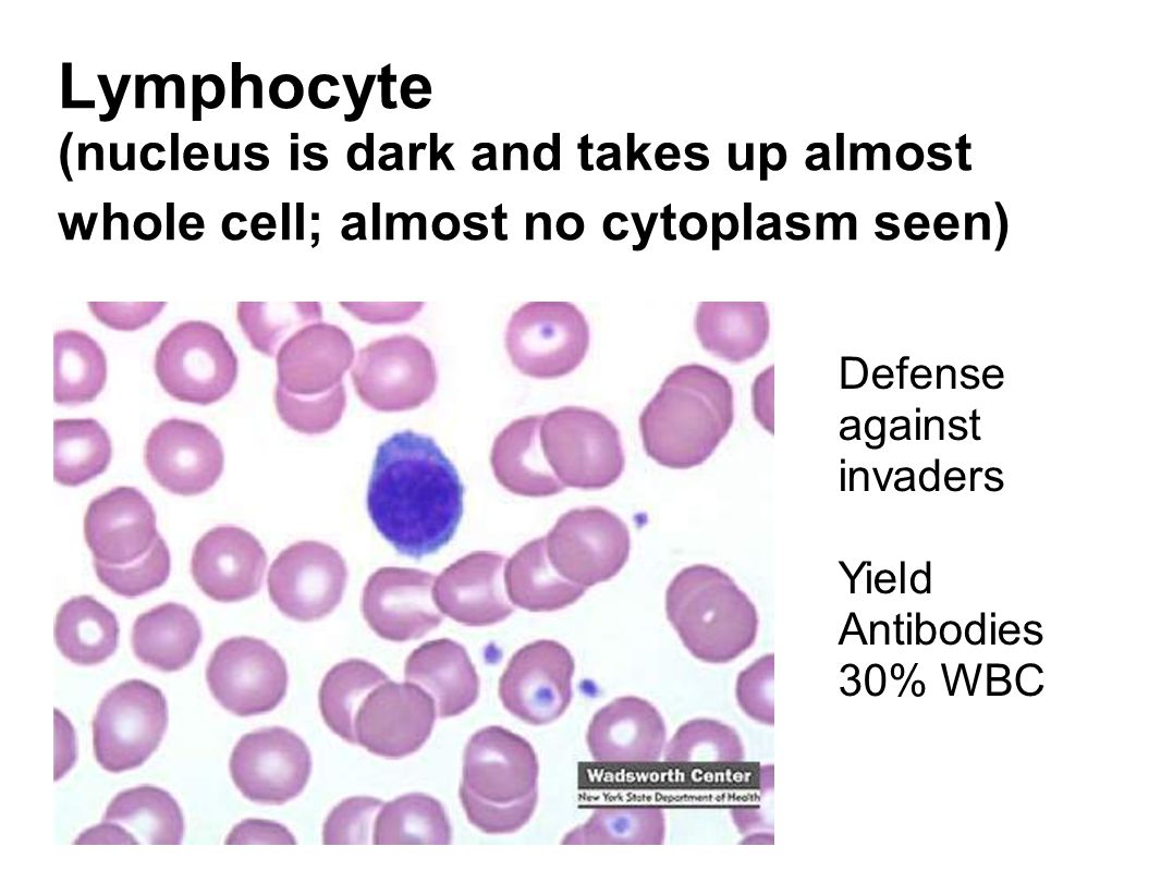 Lymphocyte (nucleus is dark and takes up almost whole cell; almost no cytoplasm seen)