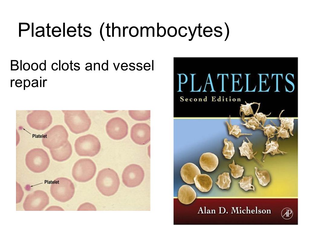 Platelets (thrombocytes)