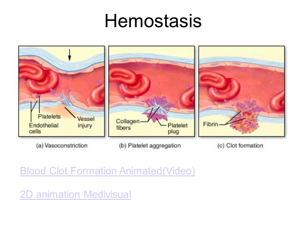Hemostasis Blood Clot Formation Animated(Video)