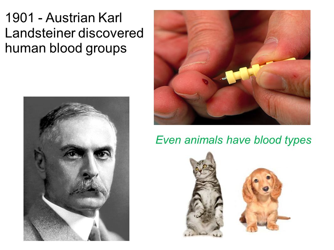 Even animals have blood types