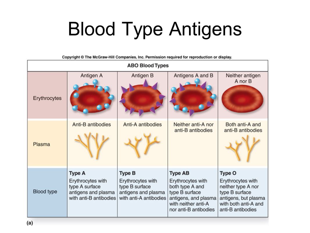 Blood Type Antigens
