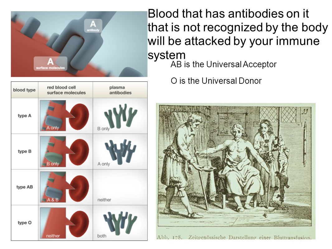 Blood that has antibodies on it that is not recognized by the body will be attacked by your immune system