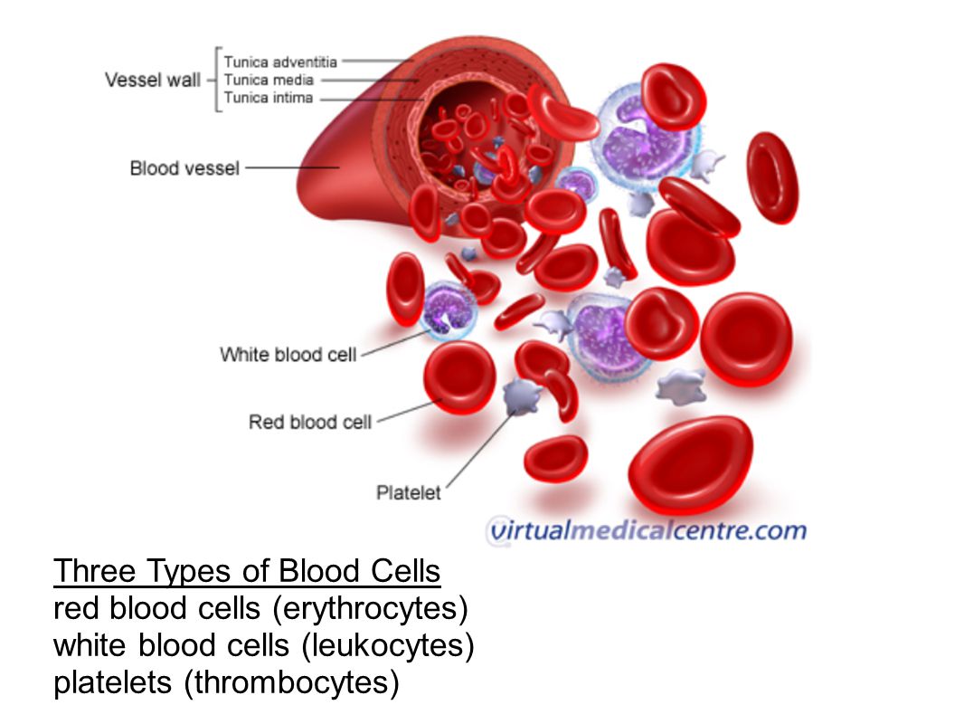 Three Types of Blood Cells