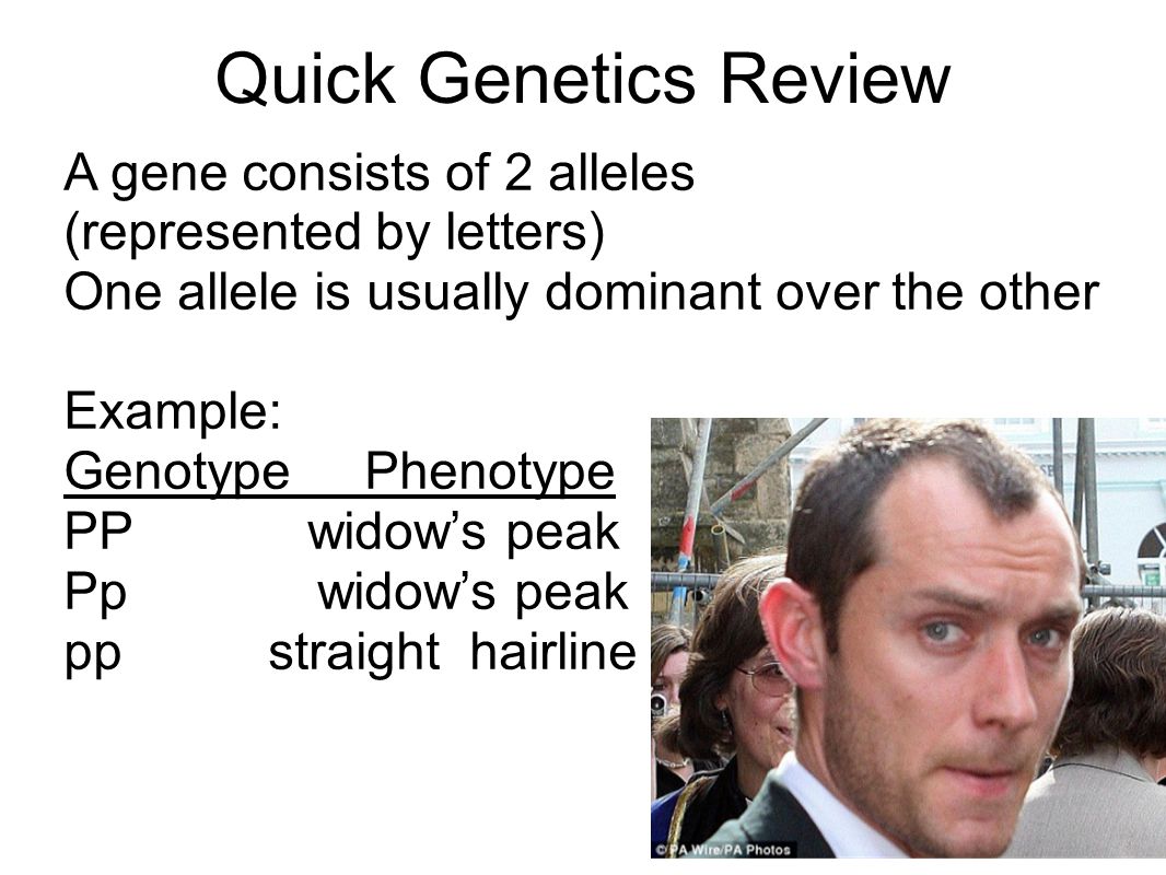 Quick Genetics Review A gene consists of 2 alleles (represented by letters) One allele is usually dominant over the other.
