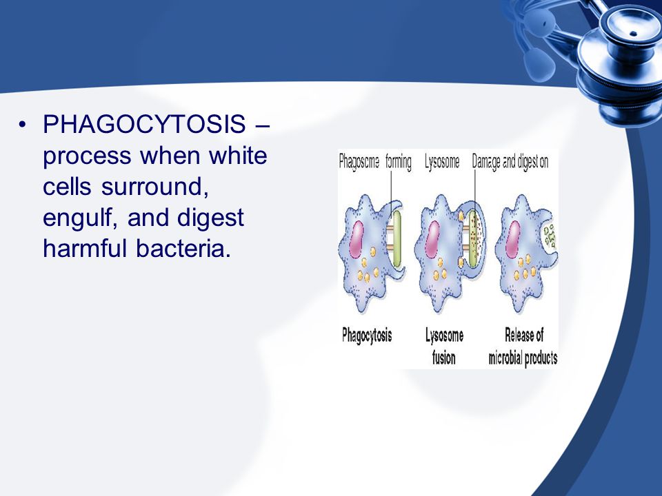 PHAGOCYTOSIS – process when white cells surround, engulf, and digest harmful bacteria.