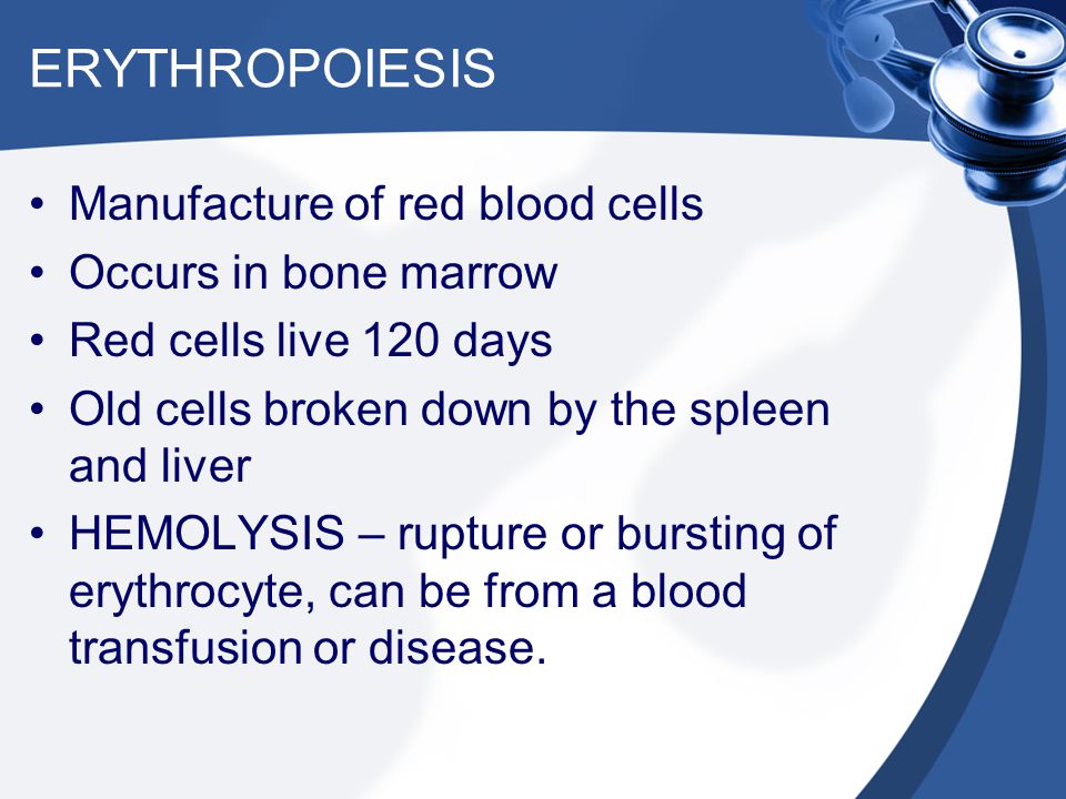 ERYTHROPOIESIS Manufacture of red blood cells Occurs in bone marrow