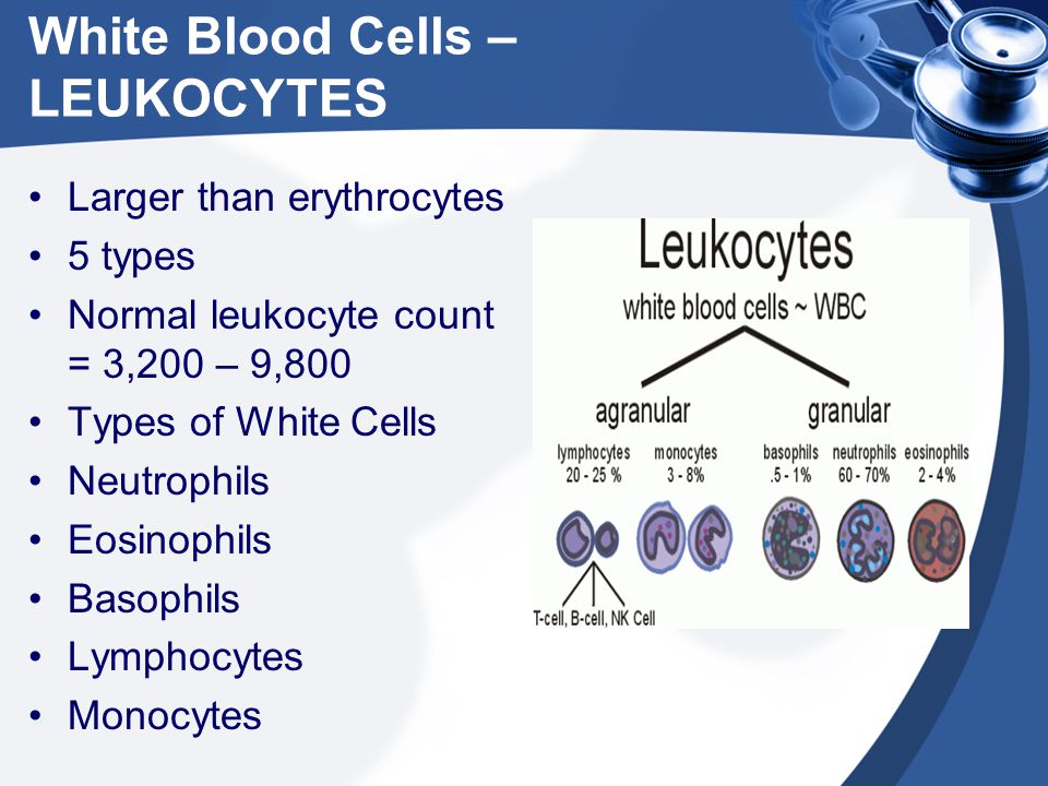 White Blood Cells – LEUKOCYTES