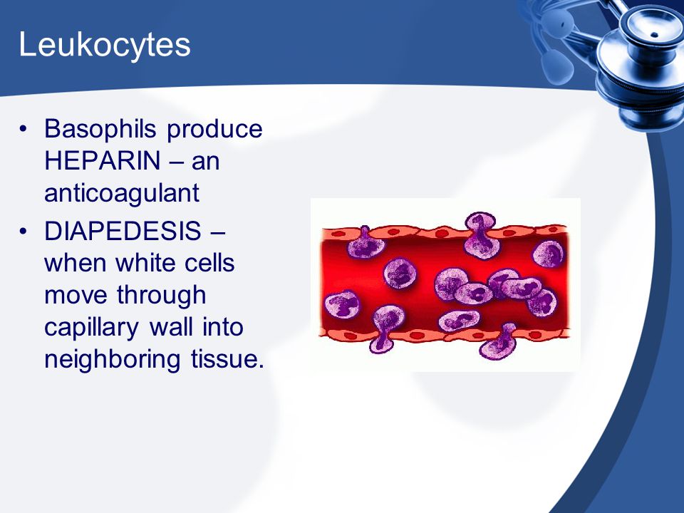Leukocytes Basophils produce HEPARIN – an anticoagulant