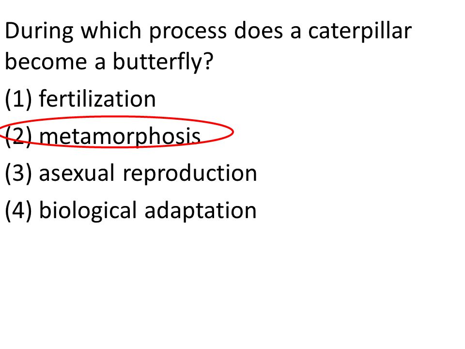 During which process does a caterpillar become a butterfly