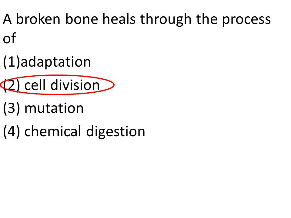 A broken bone heals through the process of