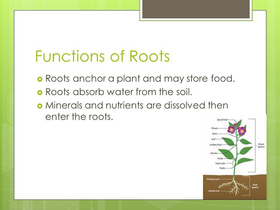 Functions of Roots Roots anchor a plant and may store food.