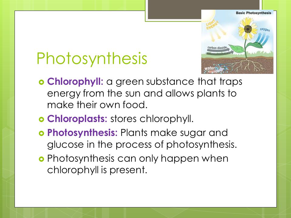 Photosynthesis Chlorophyll: a green substance that traps energy from the sun and allows plants to make their own food.