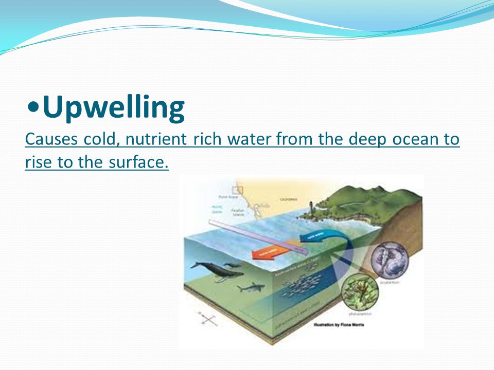 Upwelling Causes cold, nutrient rich water from the deep ocean to rise to the surface.