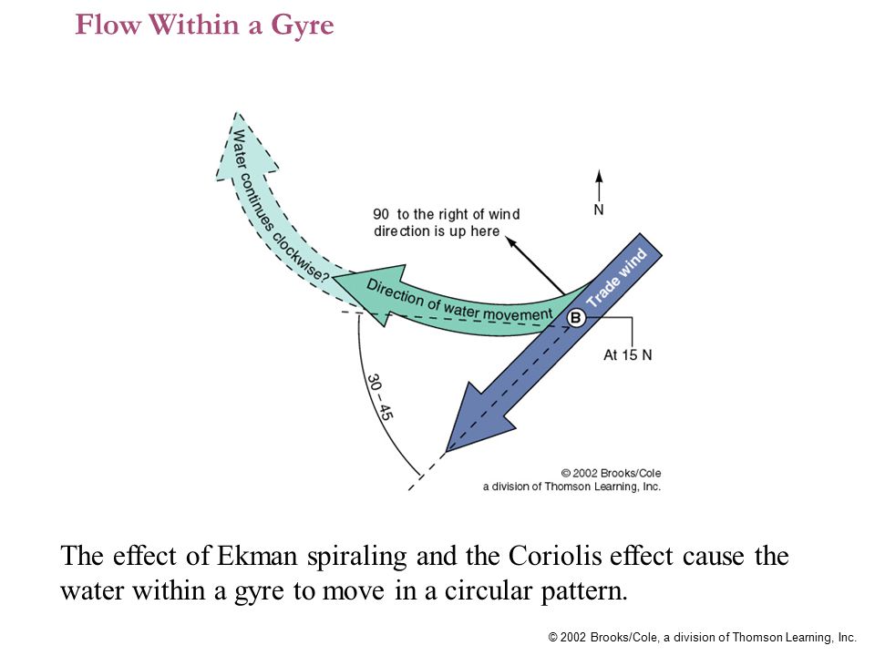 Flow Within a Gyre The effect of Ekman spiraling and the Coriolis effect cause the water within a gyre to move in a circular pattern.