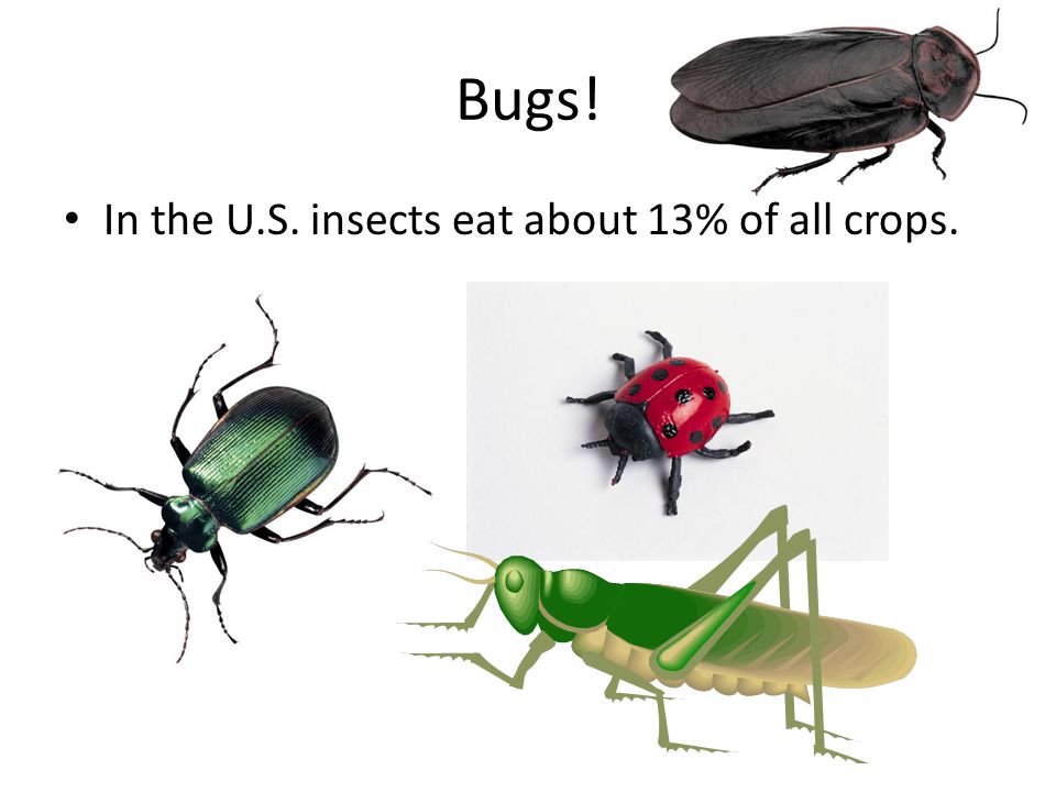 Bugs! In the U.S. insects eat about 13% of all crops.