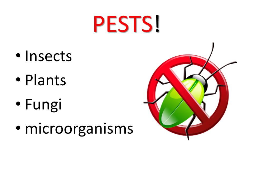 PESTS! Insects Plants Fungi microorganisms