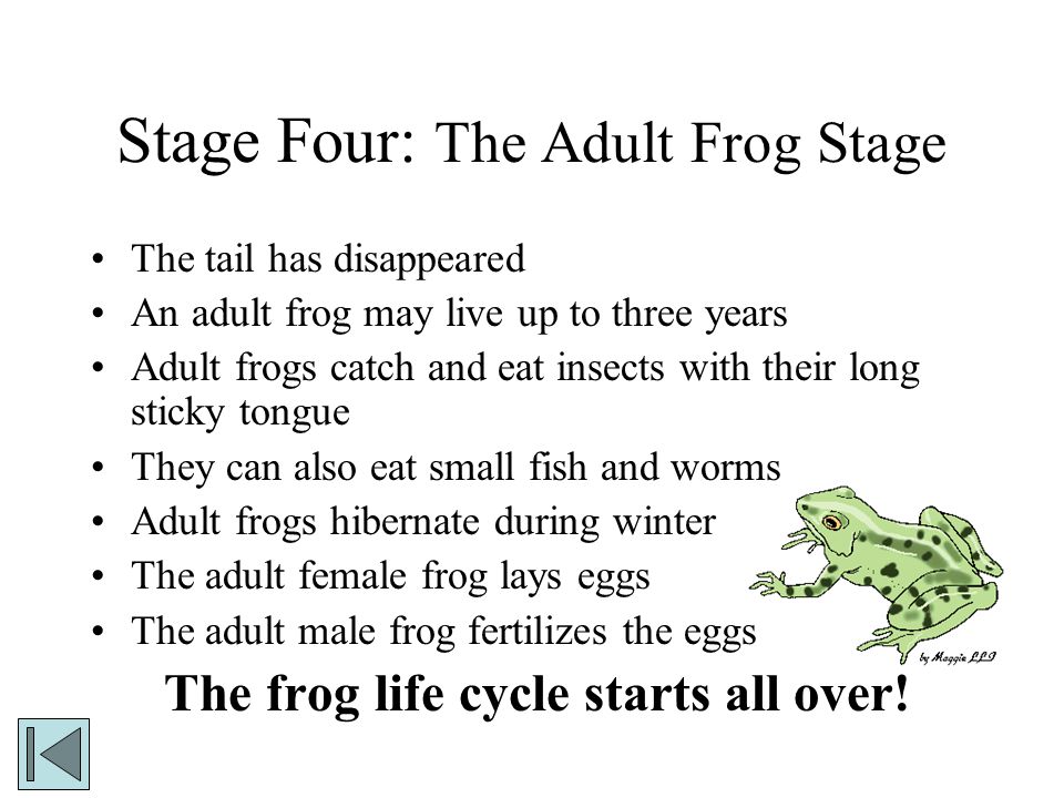 Stage Four: The Adult Frog Stage