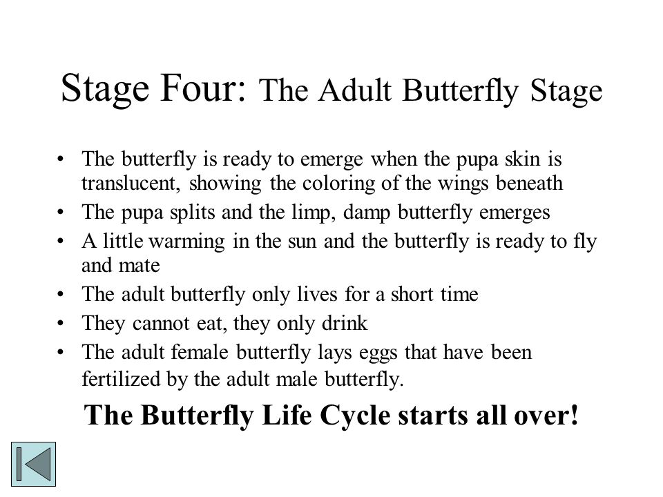 Stage Four: The Adult Butterfly Stage