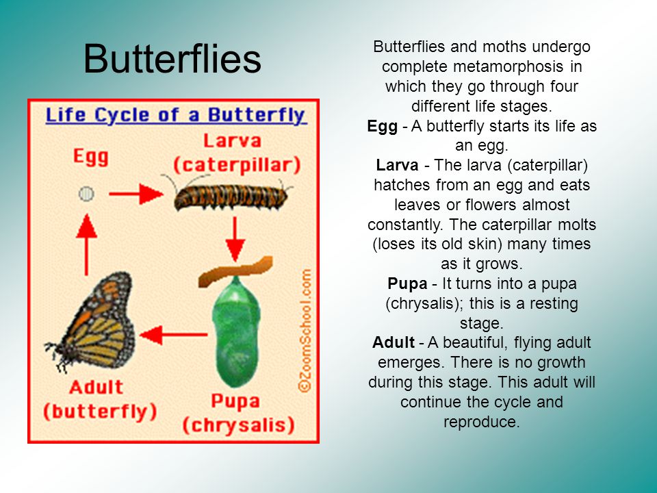 Butterflies Butterflies and moths undergo complete metamorphosis in which they go through four different life stages.
