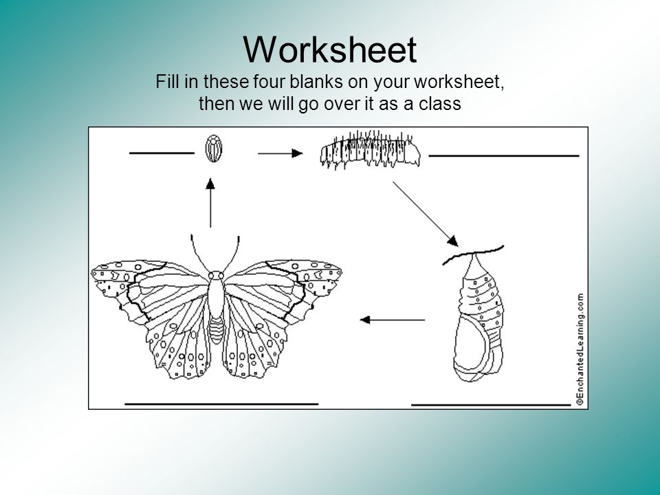 Worksheet Fill in these four blanks on your worksheet, then we will go over it as a class