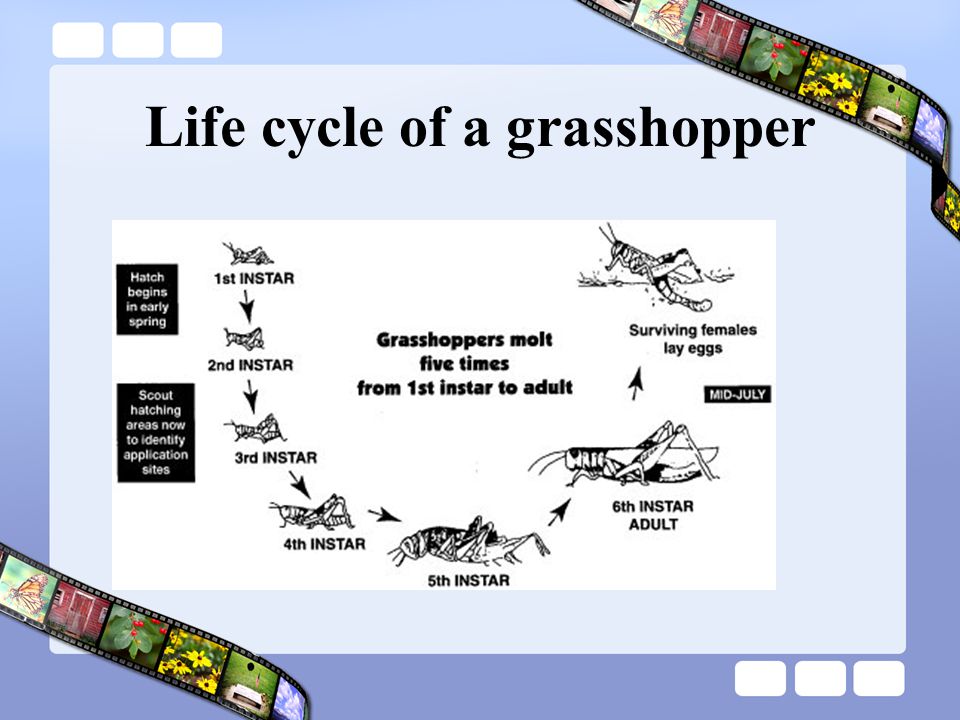 Life cycle of a grasshopper