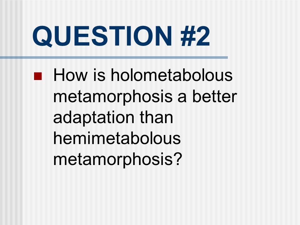 QUESTION #2 How is holometabolous metamorphosis a better adaptation than hemimetabolous metamorphosis