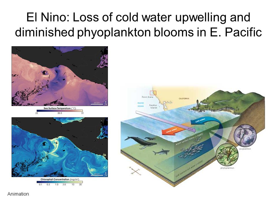 El Nino: Loss of cold water upwelling and diminished phyoplankton blooms in E. Pacific
