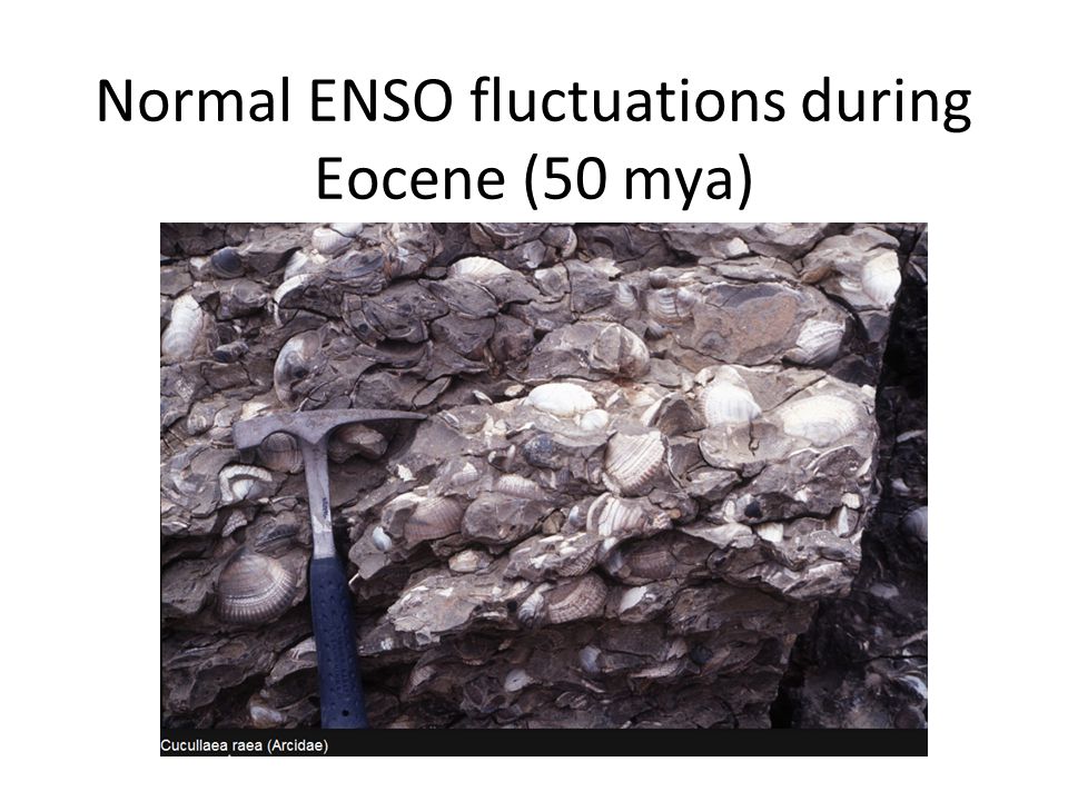 Normal ENSO fluctuations during Eocene (50 mya)